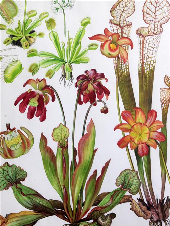 Barbara Mary Steyning Everard (1910-1990) four original designs for Wild Flowers of the World (plates 144, 158, 164, 166) 17 x 13in.